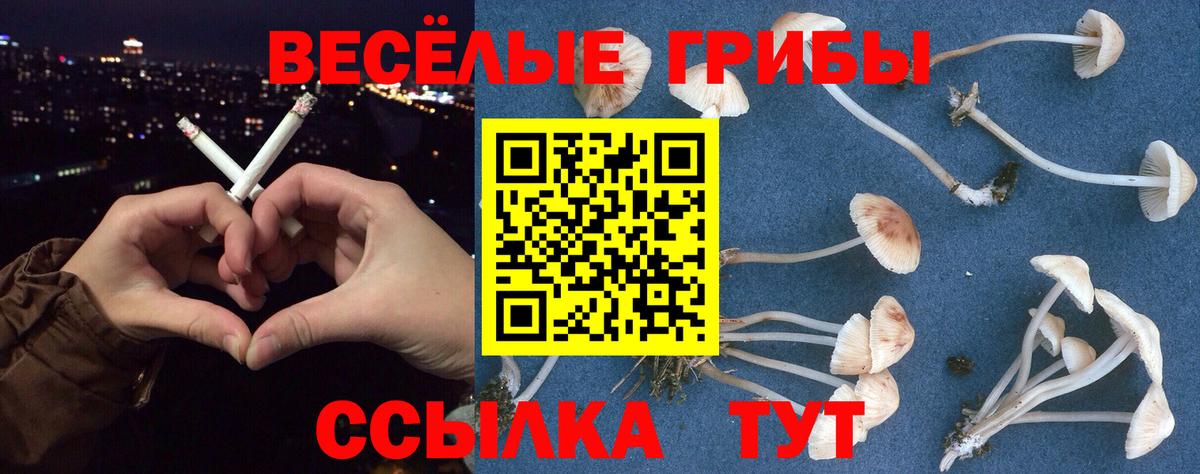 Псилоцибиновые грибы ЛСД  цены   Тихорецк  Вход с VPN  Псилоцибиновые грибы Magic Shrooms 