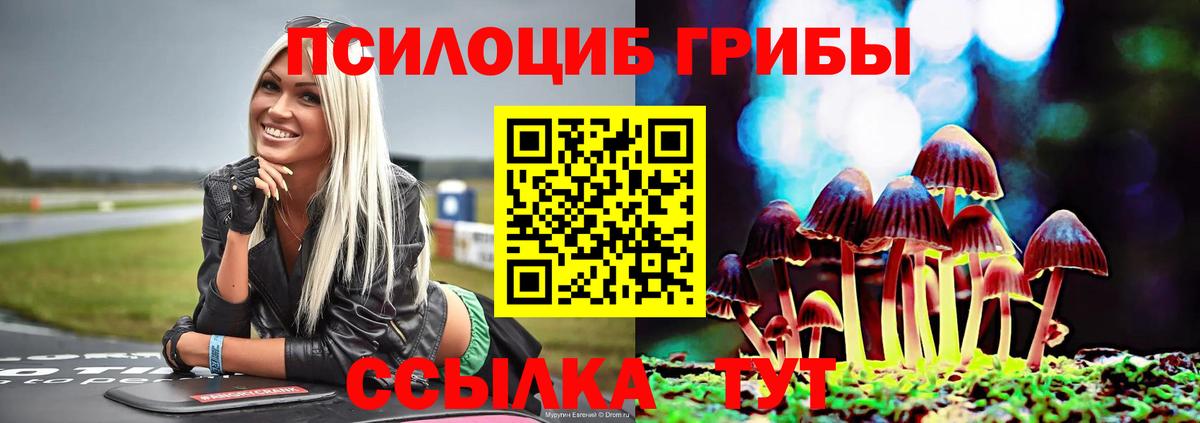 Псилоцибиновые грибы Psilocybe Тихорецк